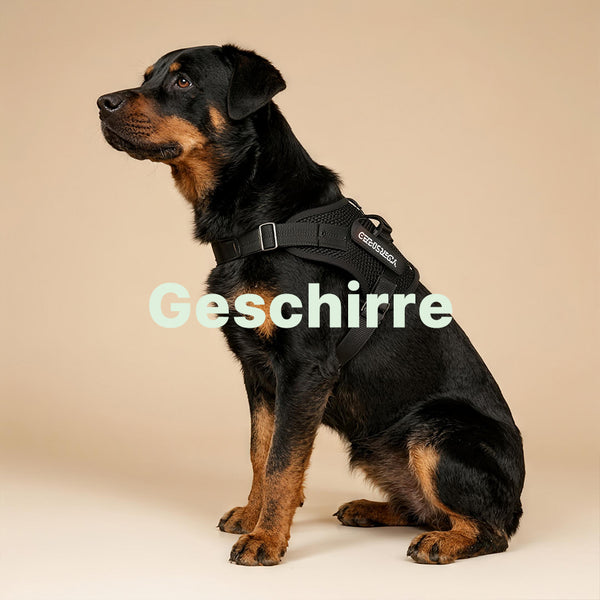 Hundegeschirre Collection