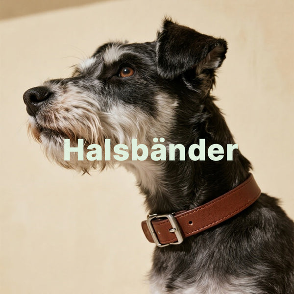 Hundehalsband Collection