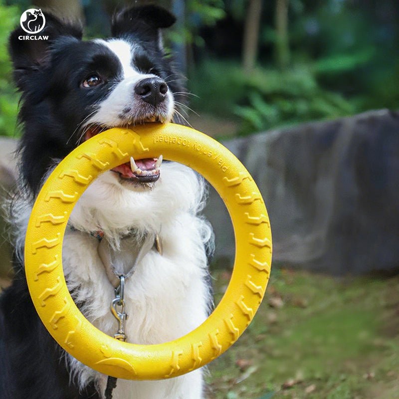 Hunde Spielzeug