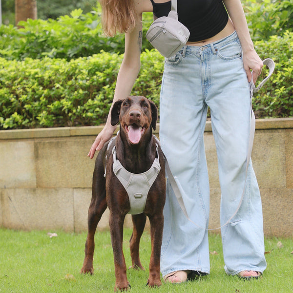 Komplett-Set für Hunde Grau
